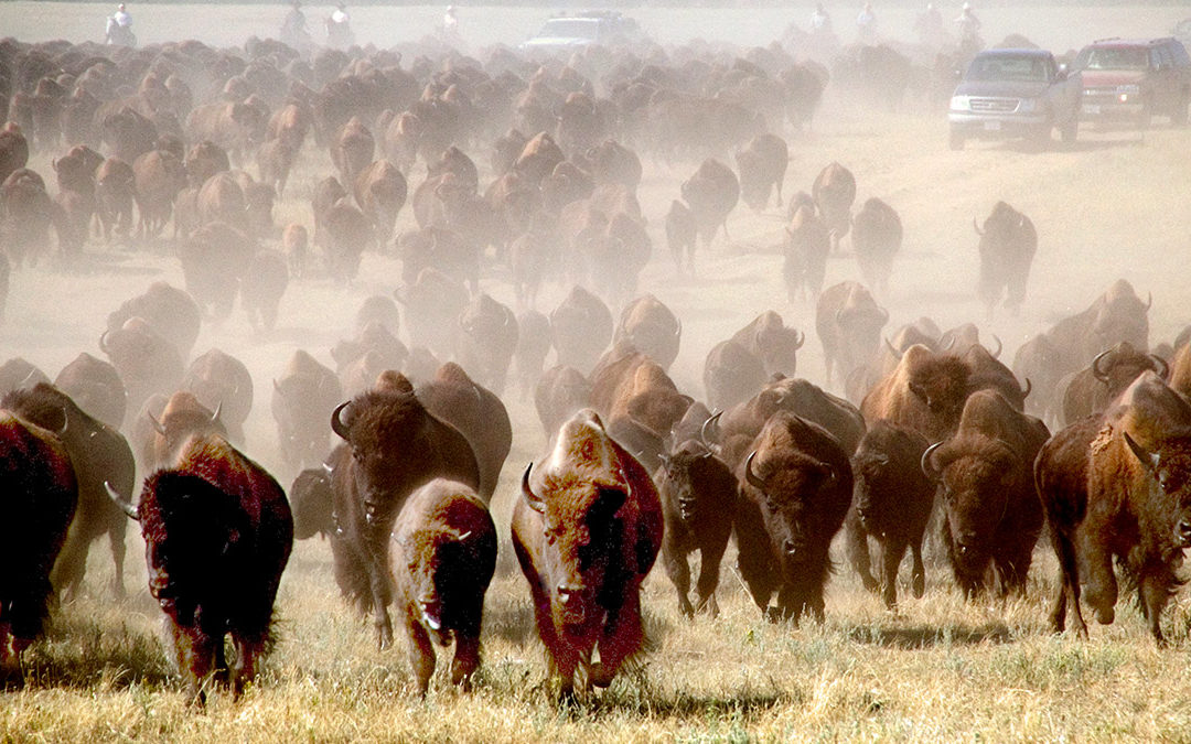 Custer State Park Buffalo Round Up & Arts Festival